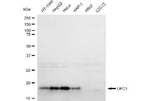 Western blotting analysis using UFC1 antibody (ABIN7800757). (Recombinant UFC1 antibody)
