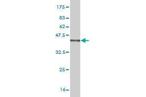 FGF1 antibody  (AA 46-155)