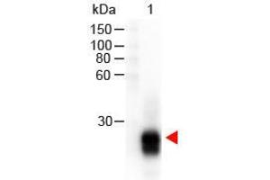Western Blot of Goat anti-F(ab')2 Rabbit IgG F(ab')2 Antibody Peroxidase Conjugated Pre-Adsorbed. (Goat anti-Rabbit IgG (F(ab')2 Region) Antibody (HRP))