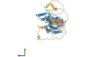 AlphaFold protein structure predicition of Mouse Recombinant Slc7a14 Protein, UniprotID Q8BXR1 (SLC7A14 Protein (AA 1-771) (His tag))