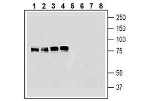 Western blot analysis of human K562 erythroleukemia cell line lysate (lanes 1 and 5), human HeLa cervical adenocarcinoma cell line lysate (lanes 2 and 6), human U-87MG glioblastoma cell line lysate (lanes 3 and 7) and human MCF-7 breast adenocarcinoma cell line lysate (lanes 4 and 8): - 1-4.