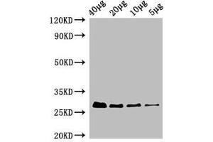 Western Blot Positive WB detected in: Rosseta bacteria lysate at 40 μg, 20 μg, 10 μg, 5 μg All lanes: rpsB antibody, HRP conjugated at 0. (rPSB (AA 2-241) antibody (HRP))
