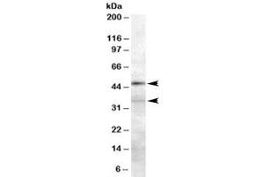 Western blot testing of 293 lysate with PLAU antibody at 0. (PLAU antibody)