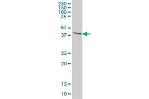 DPH1 antibody  (AA 216-324)