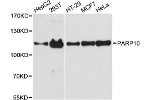Western blot analysis of extracts of various cell lines, using PARP10 antibody. (PARP10 antibody)