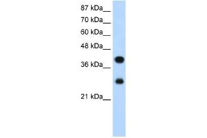 PCBP2 antibody used at 1. (PCBP2 antibody)