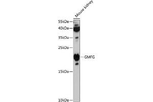 Western blot analysis of extracts of mouse kidney, using GMFG antibody (ABIN6127958, ABIN6141183, ABIN6141184 and ABIN6216779) at 1:3000 dilution. (GMFG antibody  (AA 1-70))