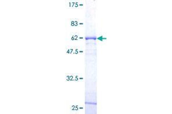 SYF2 Protein (AA 1-243) (GST tag)