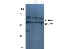 Western blot (WB) analysis of p-JNK1/2/3 antibody at 1/500 dilution