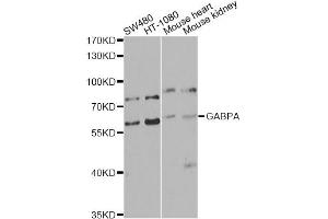 Western blot analysis of extracts of various cell lines, using GABPA antibody (ABIN5974588) at 1/1000 dilution. (GABPA antibody)