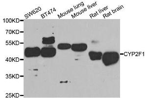 Western blot analysis of extracts of various cell lines, using CYP2F1 antibody. (CYP2F1 antibody  (AA 100-290))