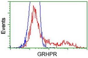 HEK293T cells transfected with either RC200963 overexpress plasmid (Red) or empty vector control plasmid (Blue) were immunostained by anti-GRHPR antibody (ABIN2453974), and then analyzed by flow cytometry. (GRHPR antibody)