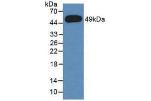 Western blot analysis of recombinant Rat a1AGP. (ORM1 antibody  (AA 19-186))