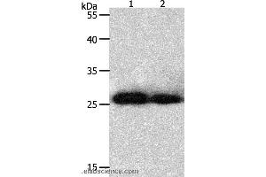 Western blot analysis of Hela and 293T cell, using PRDX3 Polyclonal Antibody at dilution of 1:800 (Peroxiredoxin 3 antibody)