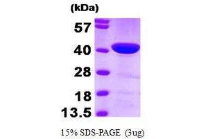 Figure annotation denotes ug of protein loaded and % gel used. (CAPG Protein (AA 1-348))