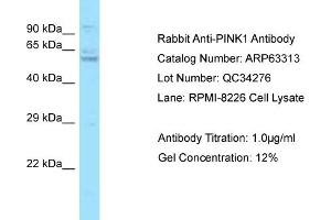 Western Blotting (WB) image for anti-PTEN Induced Putative Kinase 1 (PINK1) (N-Term) antibody (ABIN971402) (PINK1 antibody  (N-Term))