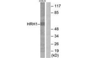 Western blot analysis of extracts from COLO205 cells, using HRH1 Antibody. (HRH1 antibody  (AA 141-190))