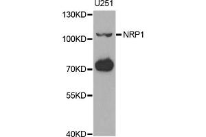 Western blot analysis of extracts of U-251MG cells, using NRP1 antibody (ABIN1882337) at 1:1000 dilution. (Neuropilin 1 antibody)