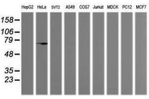 Image no. 2 for anti-Mdm4-binding Protein (MDM4) antibody (ABIN1499357) (MDM4-binding Protein antibody)