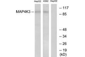 Western blot analysis of extracts from HepG2/K562 cells, using MAP4K3 Antibody. (MAP4K3 antibody  (AA 10-59))