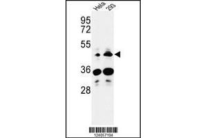 Western blot analysis of HS3ST2 Antibody in Hela, 293 cell line lysates (35ug/lane) (HS3ST2 antibody  (C-Term))