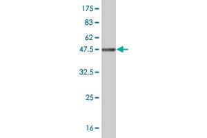 Western Blot detection against Immunogen (42. (NDUFB11 antibody  (AA 1-153))
