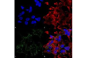 SLC17A8 antibody  (AA 546-588)