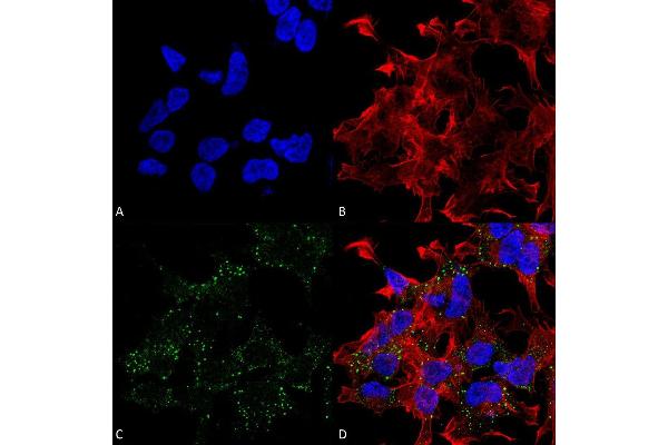 SLC17A8 antibody  (AA 546-588)