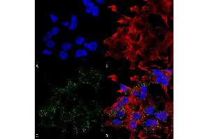 Immunocytochemistry/Immunofluorescence analysis using Mouse Anti-VGlut3 Monoclonal Antibody, Clone S34-34 . (SLC17A8 antibody  (AA 546-588))