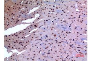 Immunohistochemistry (IHC) analysis of paraffin-embedded Rat Brain, antibody was diluted at 1:100. (HSP90 antibody  (Lys284, Lys292))