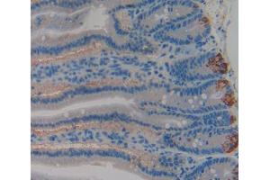 IHC-P analysis of Rat Tissue, with DAB staining. (GP1BB antibody  (AA 52-164))