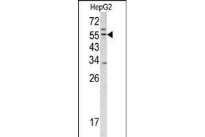Western blot analysis of TRSS2 antibody (Center) (ABIN391564 and ABIN2841503) in HepG2 cell line lysates (35 μg/lane).