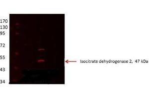 IDH2 antibody - middle region  validated by WB using Proximal kidney tubules purfied from cortex at 1:1000. (IDH2 antibody  (Middle Region))