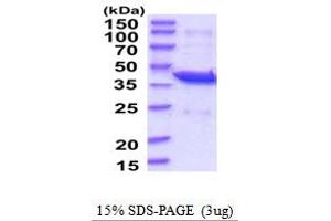 SDS-PAGE (SDS) image for Platelet-Activating Factor Acetylhydrolase 2, 40kDa (PAFAH2) (AA 1-392) protein (His tag) (ABIN5854177) (PAFAH2 Protein (AA 1-392) (His tag))