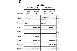 CD44 affiliation with lipid rafts is reduced during migration of highly-invasive breast cancer cells. (Annexin A2 antibody)