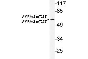 Western blot (WB) analysis of p-AMPKα1/2 antibody in extracts from HuvEc cells . (PRKAA1 antibody  (pThr174))