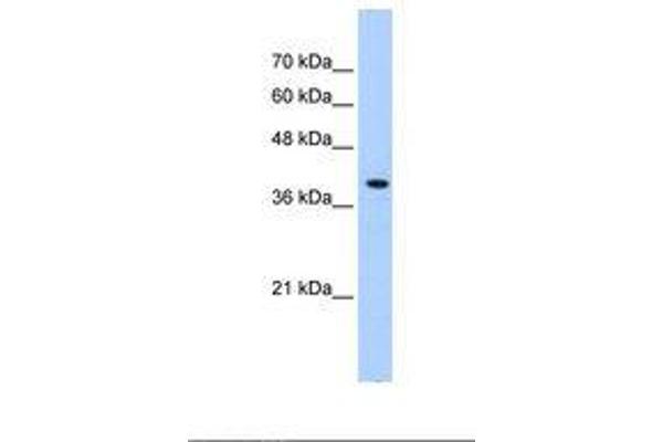 PEX10 antibody  (AA 201-250)