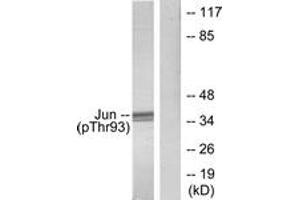 Western blot analysis of extracts from HeLa cells treated with UV, using c-Jun (Phospho-Thr93) Antibody.