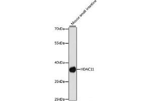 Western blot analysis of extracts of Mouse small intestine using HDAC11 Polyclonal Antibody at dilution of 1:1000. (HDAC11 antibody)