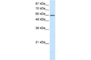WB Suggested Anti-SLC30A9 Antibody Titration:  0.