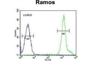 Flow cytometric analysis of Ramos cells (right histogram) compared to a negative control cell (left histogram) using NIPAL1  Antibody  (C-term), followed by FITC-conjugated goat-anti-rabbit secondary antibodies. (NIPAL1 antibody  (C-Term))