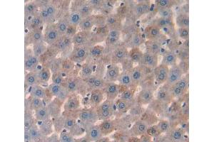 Used in DAB staining on fromalin fixed paraffin- embedded liver tissue (HMGCL antibody  (AA 1-325))