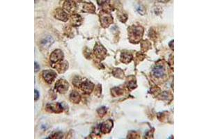 Image no. 1 for anti-Nanog Homeobox (NANOG) (AA 101-131), (Middle Region) antibody (ABIN357015) (Nanog antibody  (Middle Region))