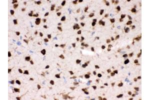 Anti- ELAVL4 Picoband antibody, IHC(P) IHC(P): Mouse Brain Tissue (ELAVL4 antibody  (N-Term))