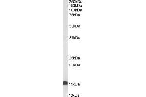 Biotinylated ABIN5539637 (0.