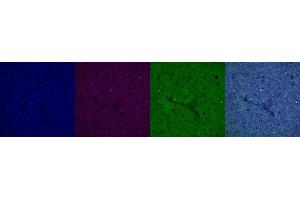Immunohistochemistry (IHC) image for anti-Interleukin 10 (IL10) antibody (ABIN7456056) (IL-10 antibody)