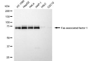 anti-Fas (TNFRSF6) Associated Factor 1 (FAF1) antibody