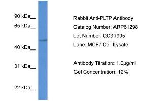 Western Blotting (WB) image for anti-Phospholipid Transfer Protein (PLTP) (C-Term) antibody (ABIN2788759) (PLTP antibody  (C-Term))
