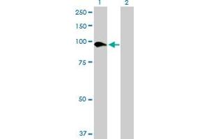 Western Blot analysis of SLC26A6 expression in transfected 293T cell line by SLC26A6 MaxPab polyclonal antibody.