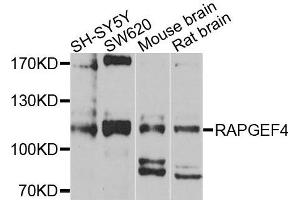 Western blot analysis of extracts of various cells, using RAPGEF4 antibody. (RAPGEF4 antibody)